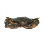 Crab (কাকড়া)