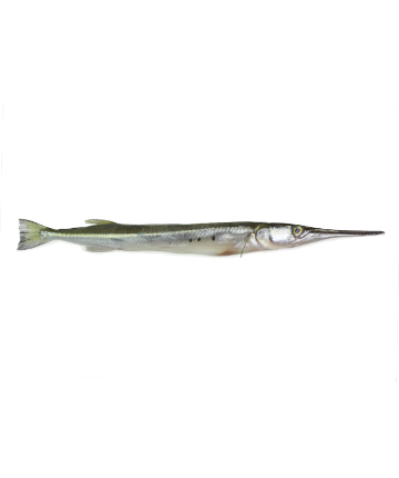 Kaikka Fish (কাইক্যা মাছ)