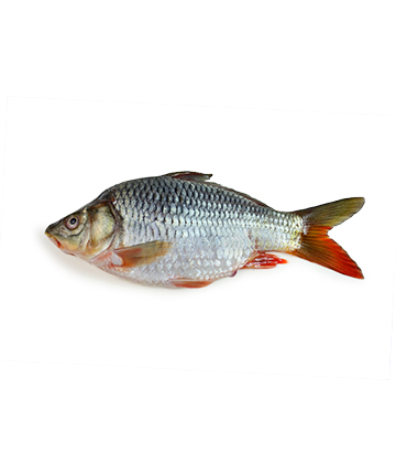 Karfu Fish (কার্ফু মাছ)