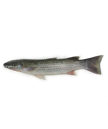 Khoilla Fish (খৈল্যা মাছ)