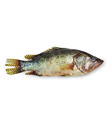 Deshi Meni Fish (মেনি মাছ)