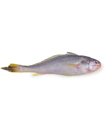 Poa Fish (পোয়া মাছ)