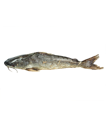 Rita Fish (রিঠা মাছ)