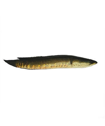 Shol Fish (শোল মাছ)