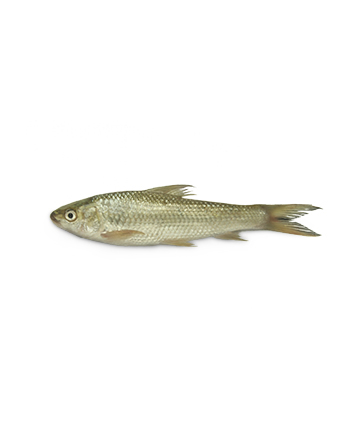 Bata Fish (বাটা মাছ)