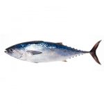 Tuna Fish (টুনা মাছ)