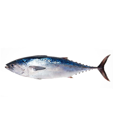 Tuna Fish (টুনা মাছ)